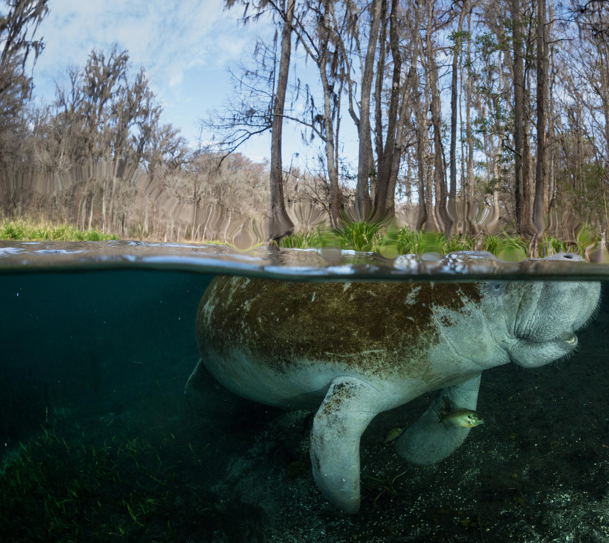 Manatee Among Mangroves.png