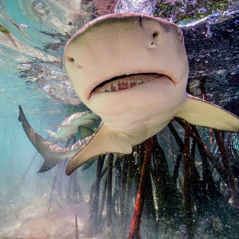 A juvenile lemon shark comes in for a (too close for comfort?!) closeup at the edge of the mangrove forests of Bimini, Bahamas. Lemon sharks commonly spend their early years in mangrove forests, providing much-needed protection from larger ocean pred