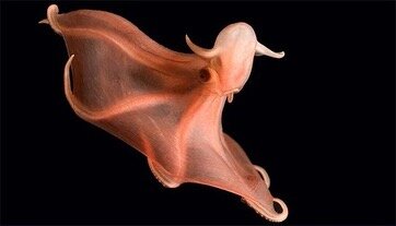 Super creepy sea creatures. Boo! 

🐙RED OCTOPUS 
Eerily beautiful. Found in the deep Atlantic Coast (U.S.) Rows of glowing bioluminescent suckers trail down its eight arms and glow in the deep-sea. Recognised for at least 100 years, it wasn't until 