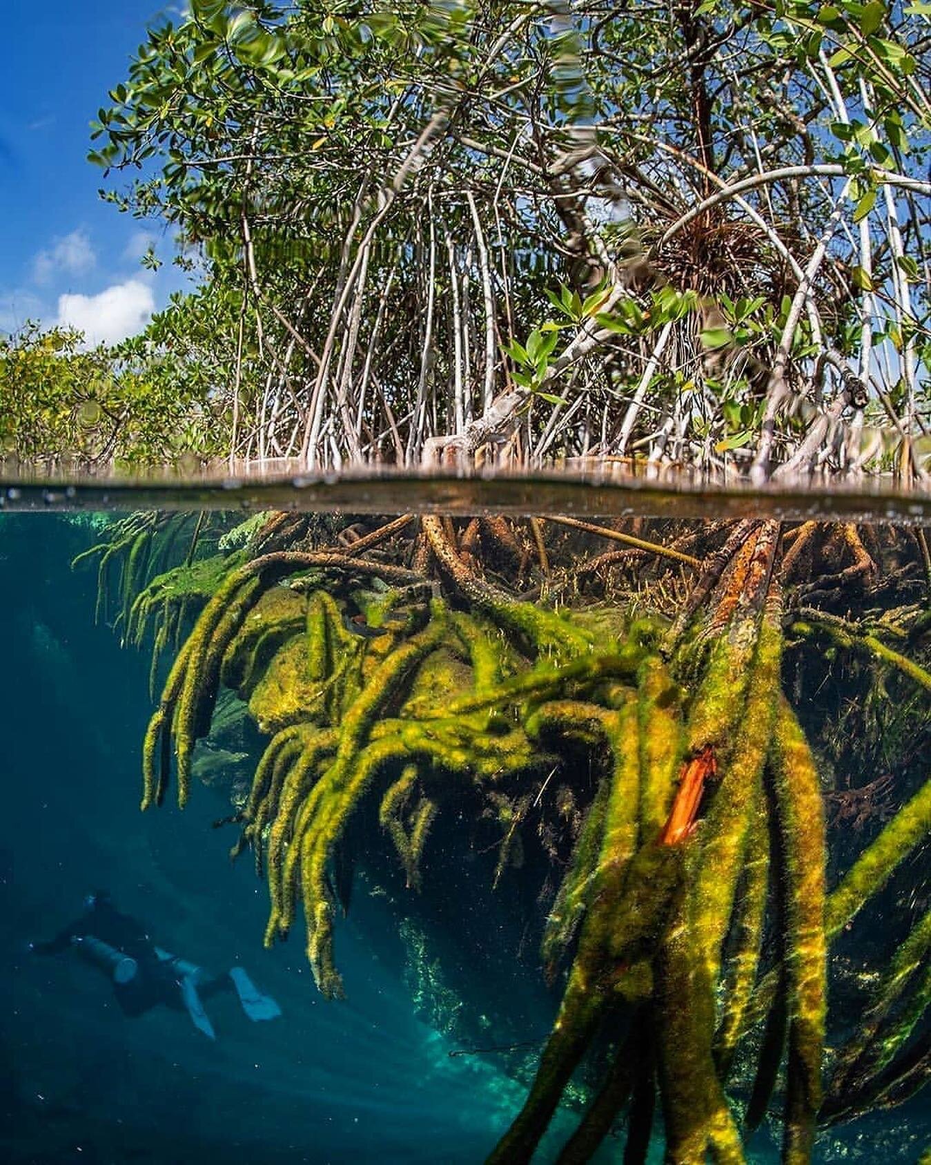 We recently celebrated our annual Full Circle Benefit. An incredible evening to bring together sponsors, donors, friends and family in support of our second year to raise funds for our Save the Mangroves, Save the Ocean campaign. 
Every second breath