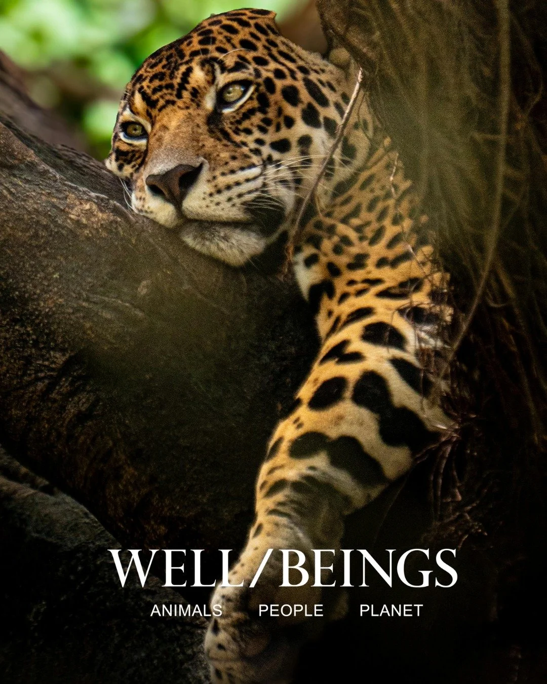 Jaguars are critical indicators of healthy, functioning ecosystems. Through our partnership with Senda Verde and the Passiflora Initiative, WELL/BEINGS is helping protect one of Bolivia's most significant privately protected Amazonian landscapes. To 