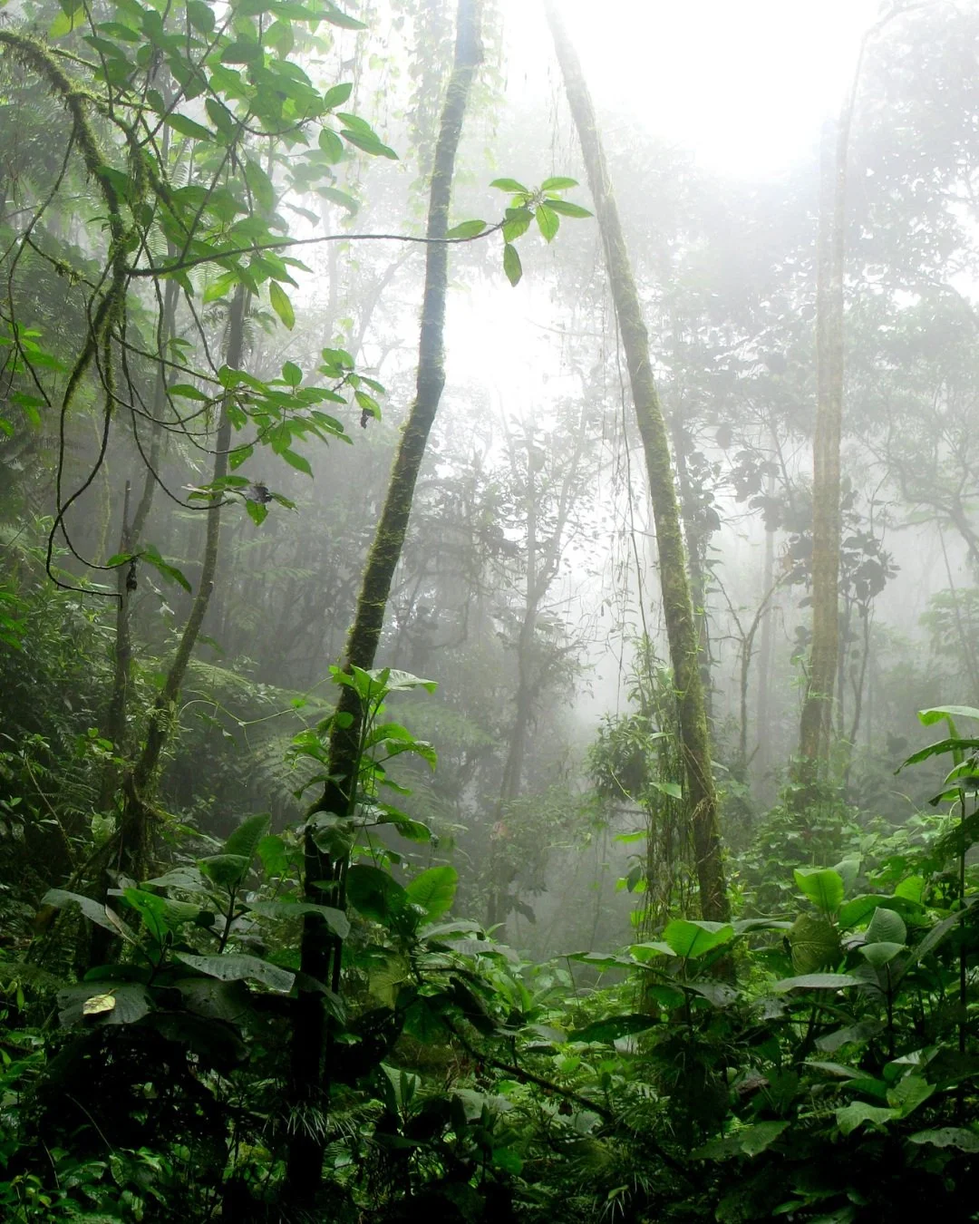 World Nature Conservation Day is a reminder that conservation is measured through action. In the Amazon, that action has never been more urgent. Scientists warn the rainforest is nearing a critical ecological tipping point. As deforestation accelerat