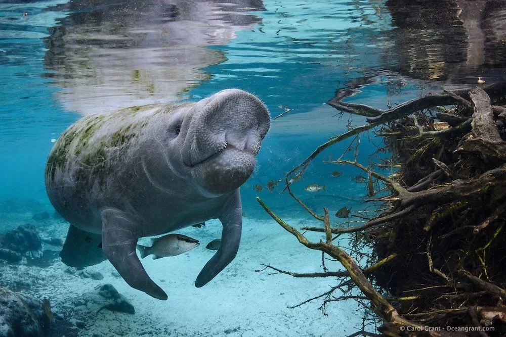 Today is #WorldMangroveDay. Mangrove forests do far more than line our coastlines. They capture carbon, protect communities from storms, provide nursery habitat for marine life, and help keep our oceans healthy. When paired with science, local leader