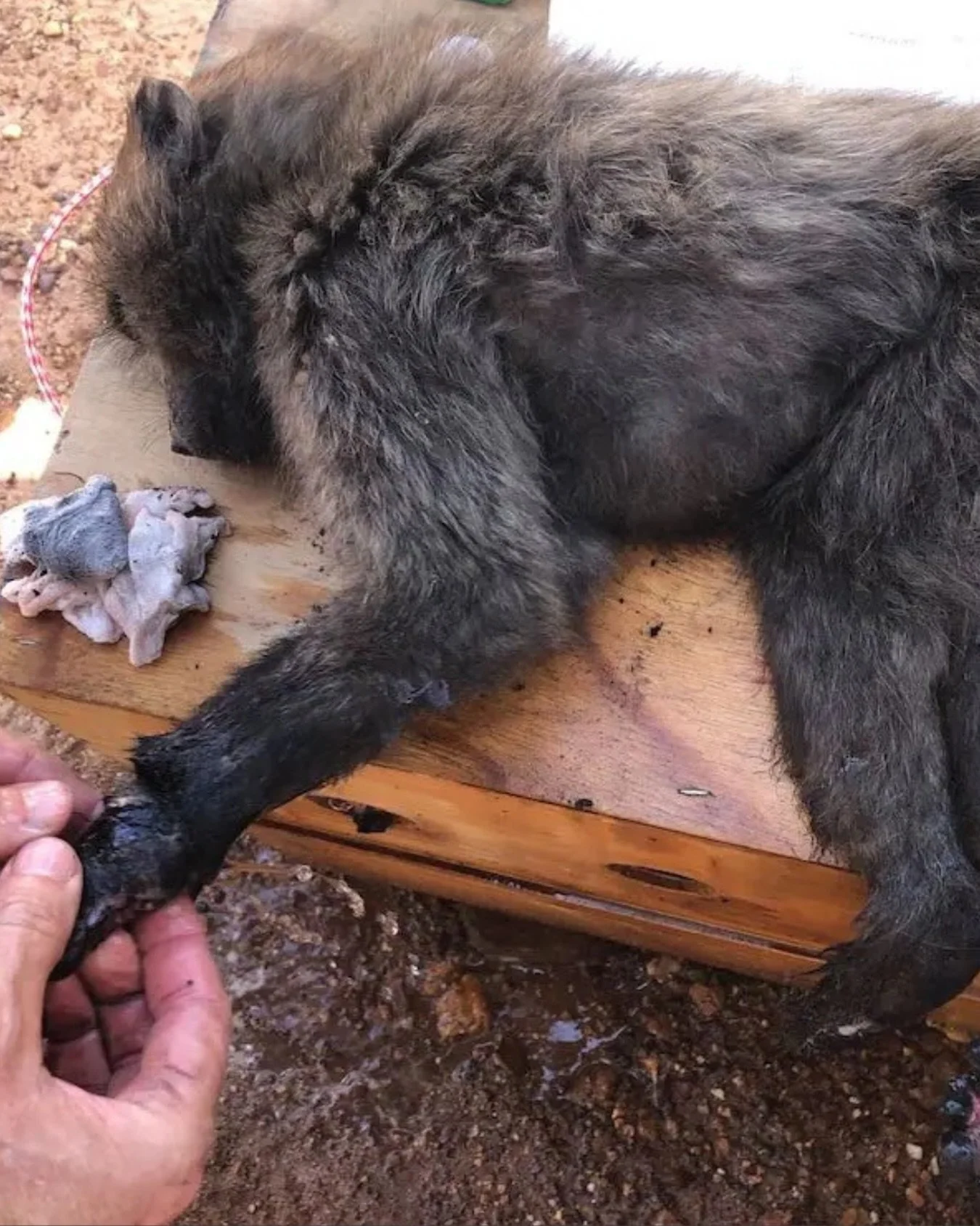 Animal welfare is a vital component of environmental resilience. In many coastal and island communities, unmanaged animal populations, limited veterinary access, and gaps in humane education can contribute to biodiversity loss, public health challeng
