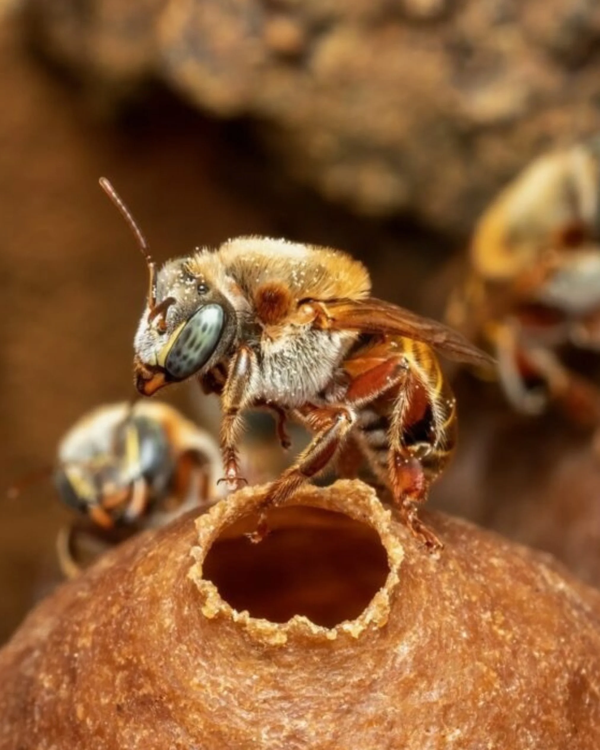Healthy Amazon forests depend on healthy pollinator populations. Through our partnership with Senda Verde&rsquo;s Passiflora Initiative, WELL/BEINGS helped establish a dedicated meliponary for native stingless bees and supported training for 150 comm