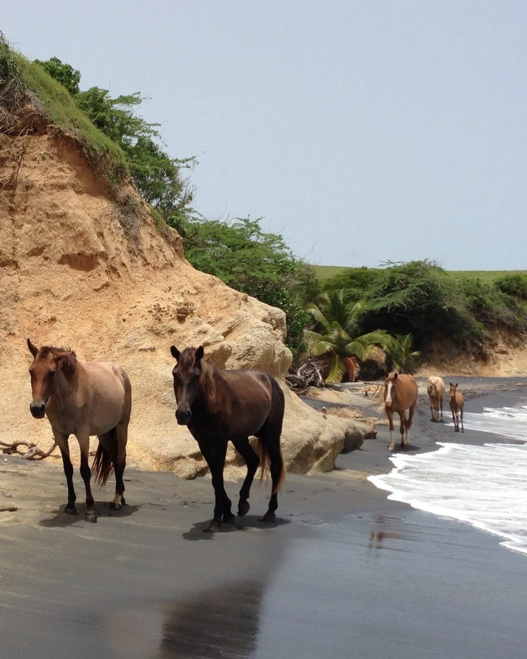 Animal welfare is an important part of conservation. Supporting the health and humane management of animal populations helps strengthen both communities and the ecosystems they share. Hooves on the Ground, with support from WELL/BEINGS, has been able
