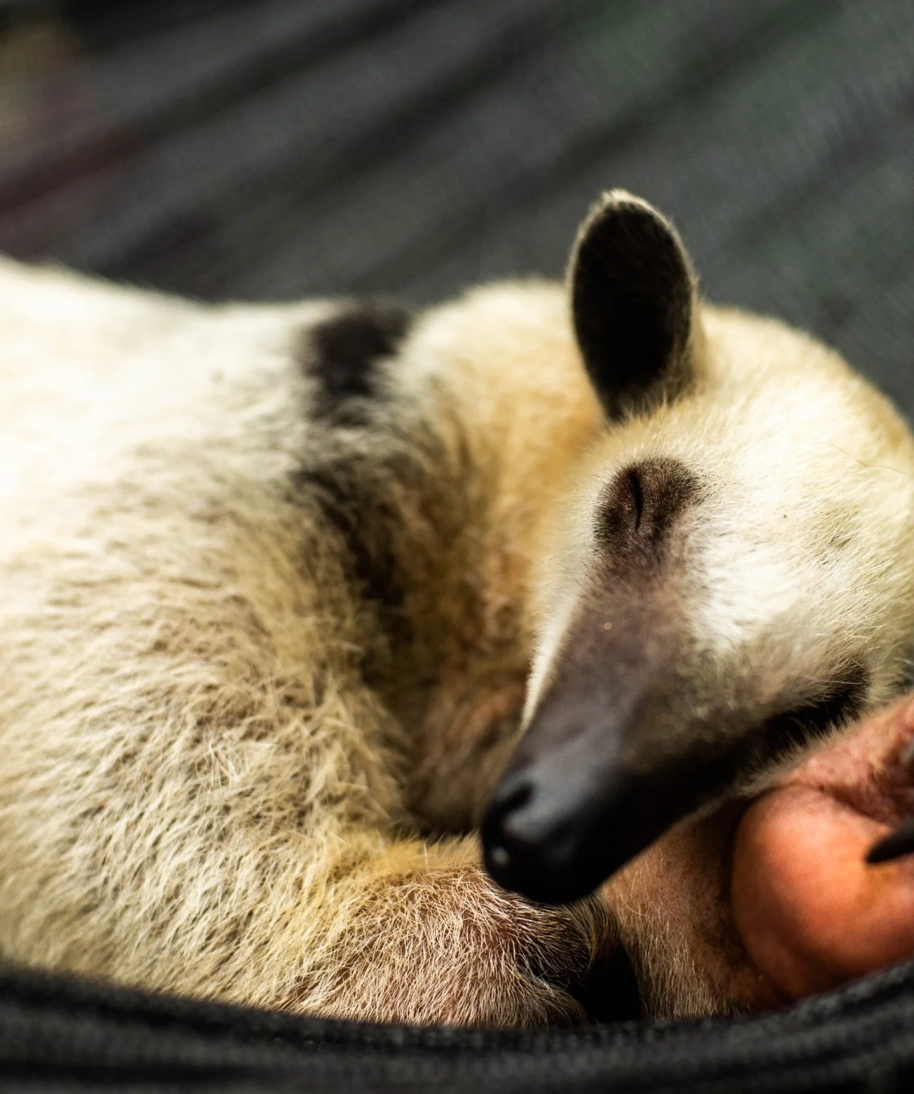 An ecosystem is a network of relationships, and protecting it means protecting the wildlife, plants and communities that depend on one another. Our partner @senda_verde is working on the ground in the Bolivian Amazon to protect and restore critical r