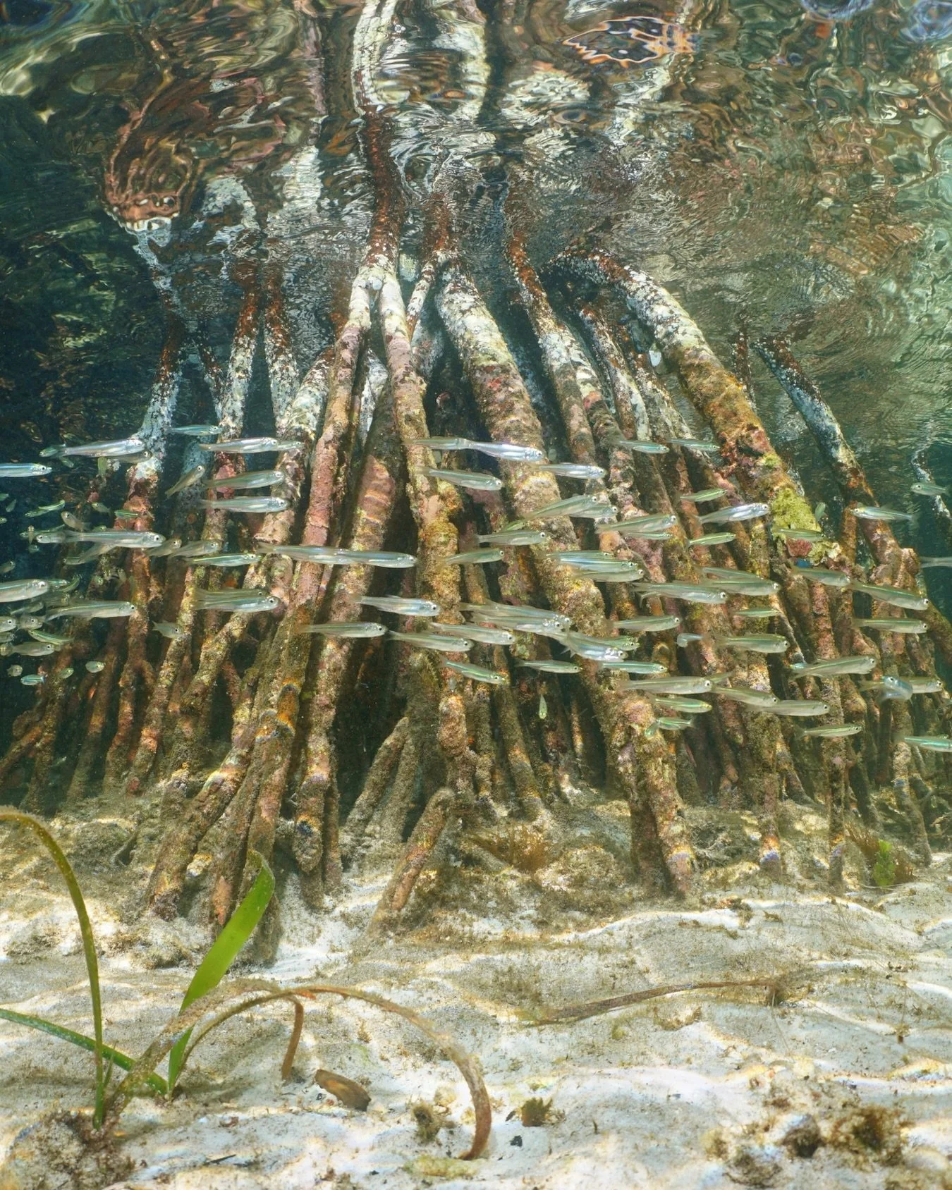 What happens beneath the surface of a mangrove forest? Among their tangled roots, young fish can find food and shelter as they grow. These underwater habitats support marine life while mangroves above the surface help stabilize coastlines, store carb