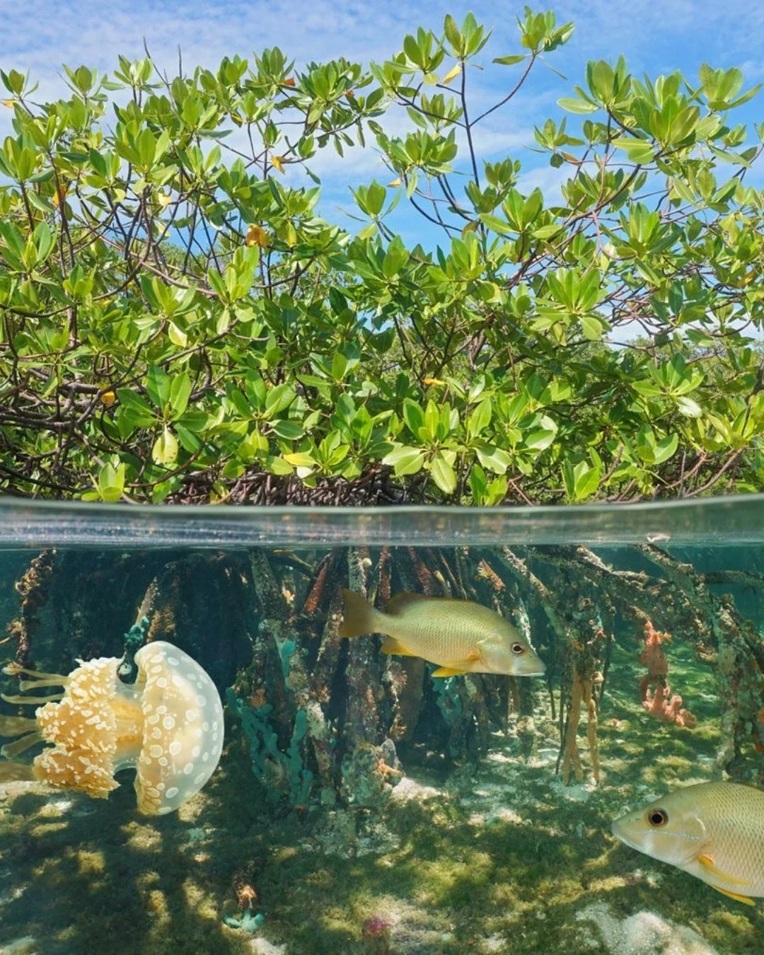 1,533 species are associated with mangrove ecosystems, and 15% of them are threatened with extinction, according to the UN Environment Program.

Beneath the surface, mangrove roots create complex habitat where fish and other marine life can find food