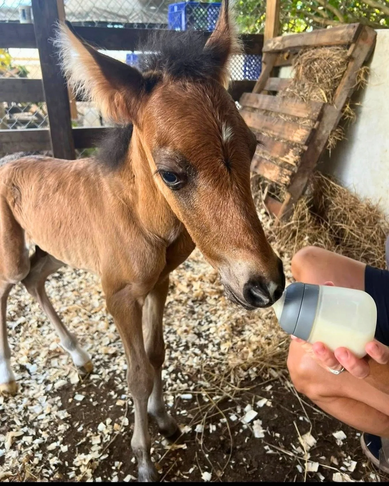 The horses roaming Vieques, Puerto Rico, are part of the island&rsquo;s daily life. Caring for them takes veterinary expertise, consistent attention, and a community willing to act.

We are proud to support Hooves on the Ground (@pezunas_en_el_suelo)