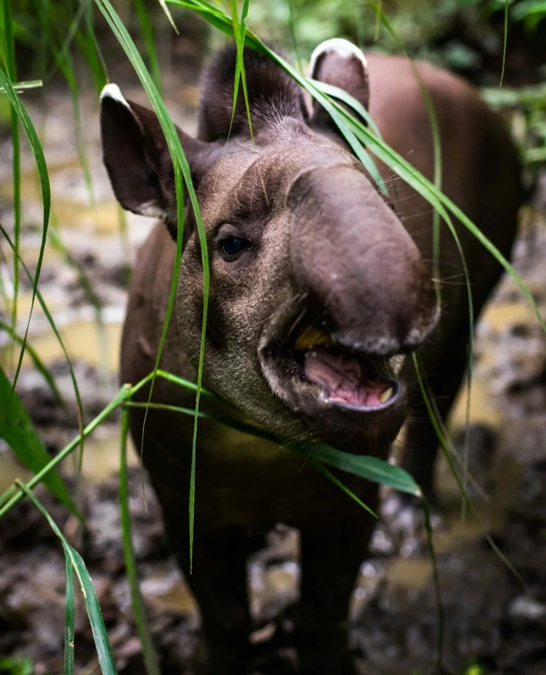 Some of Bolivia&rsquo;s forest gardeners walk on four feet! Tapirs eat fruit and carry its seeds through the landscape, depositing them in their dung. In the wild, this helps plants take root in new places and supports forest regeneration, a reminder