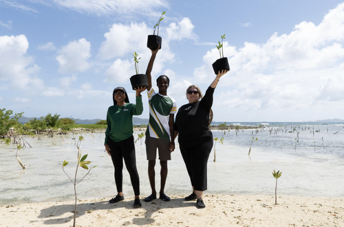 Volunteers planting mangroves along a Caribbean coastline