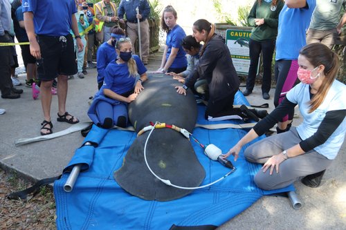Manatee named Gibbs during release back into the wild