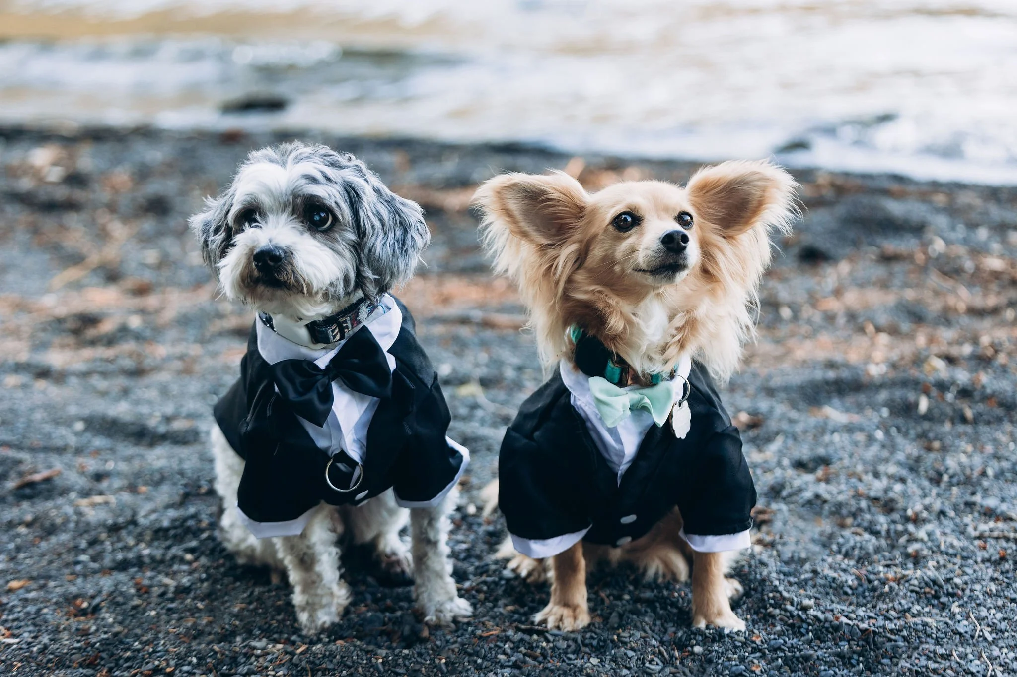 Dogs dressed in tuxedos serving as witnesses during an outdoor elopement ceremony