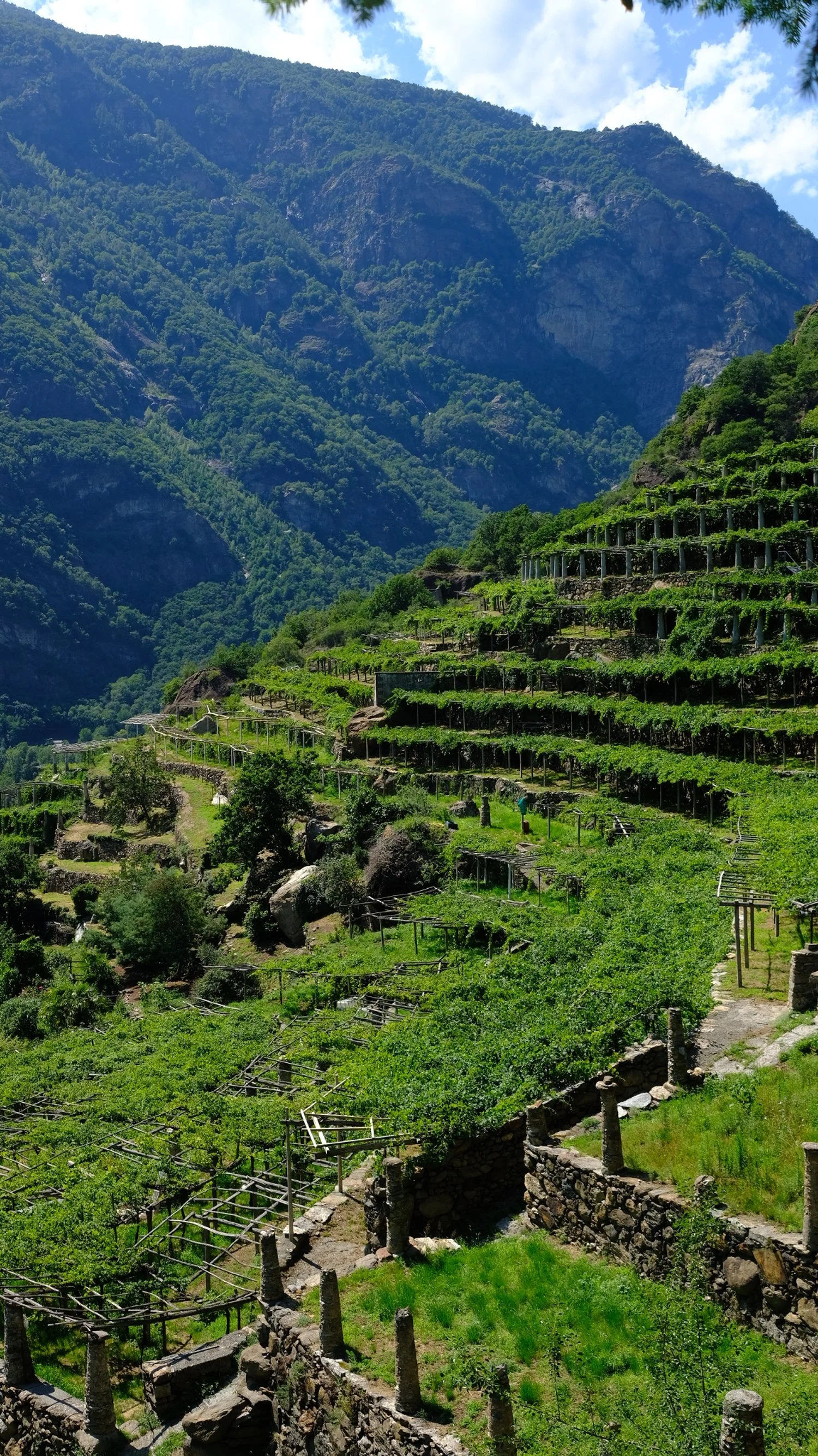 Vignoble en terrasses au pied d'une montagne verdoyante, avec un ciel bleu parsemé de nuages.
