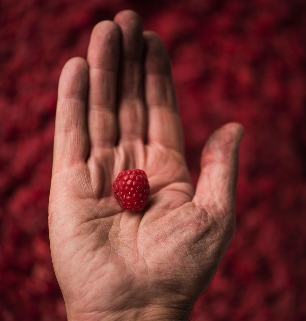 Une main ouverte tenant une seule framboise rouge, avec un fond flou de framboises rouges.
