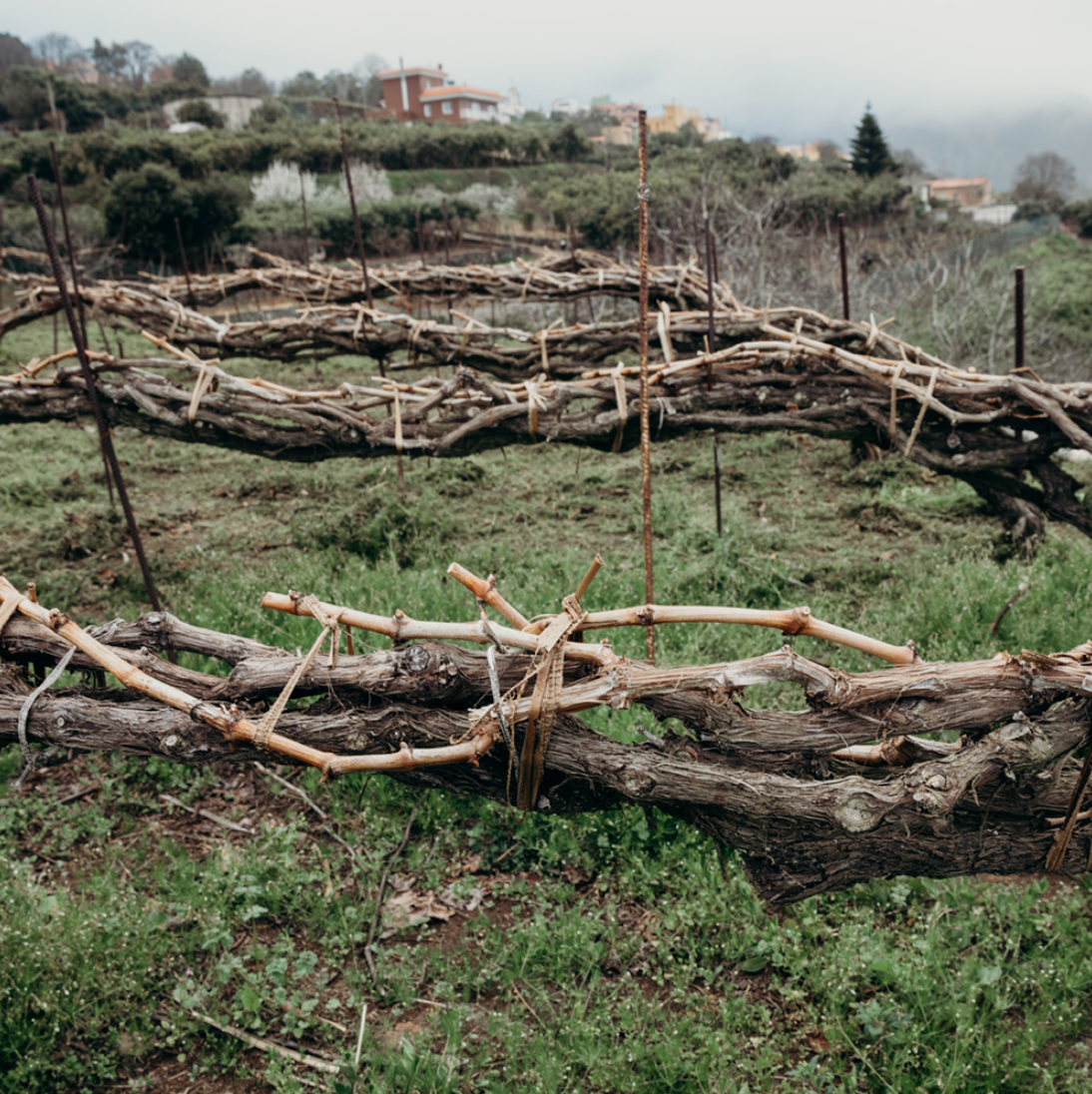 Rangée de vignes en espalier soutenues par des supports en bois et en métal dans un paysage rural.