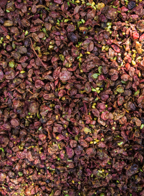 Fleurs de sumac séchées de couleur rouge pourpre.