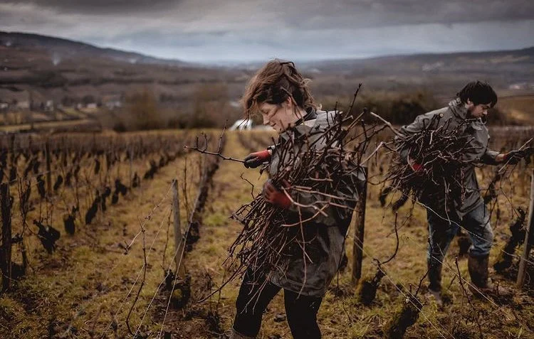 Deux personnes récoltant des branchages dans un vignoble en hiver avec des collines en arrière-plan
