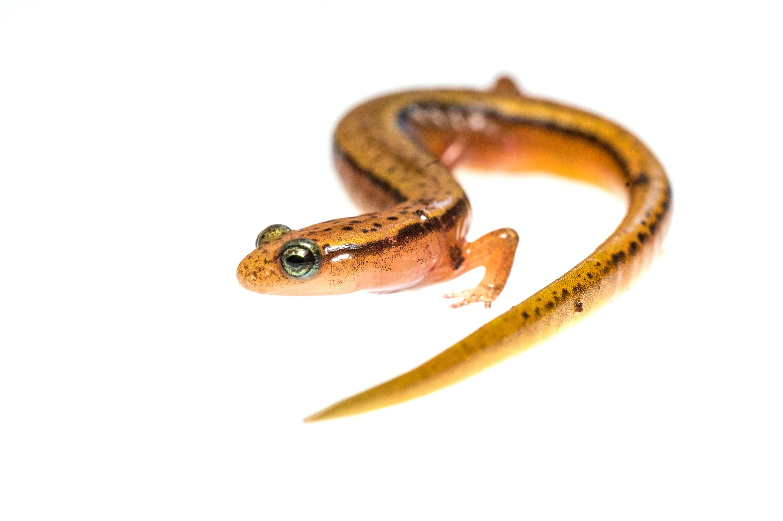 Purpose Driven Photography