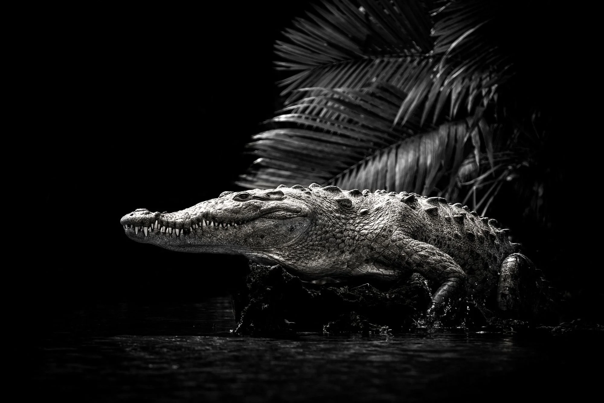 The Tangled Web of Selling Wildlife Photography