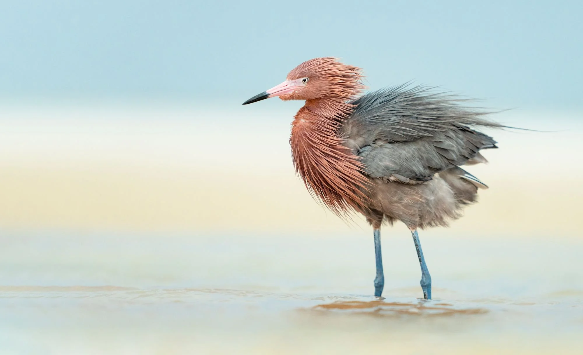 Pricing Your Wildlife Prints