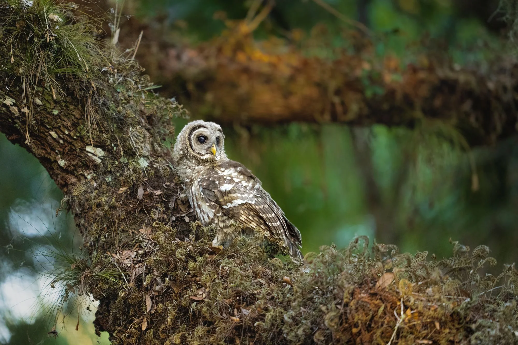 The Basics of Licensing Wildlife Photos