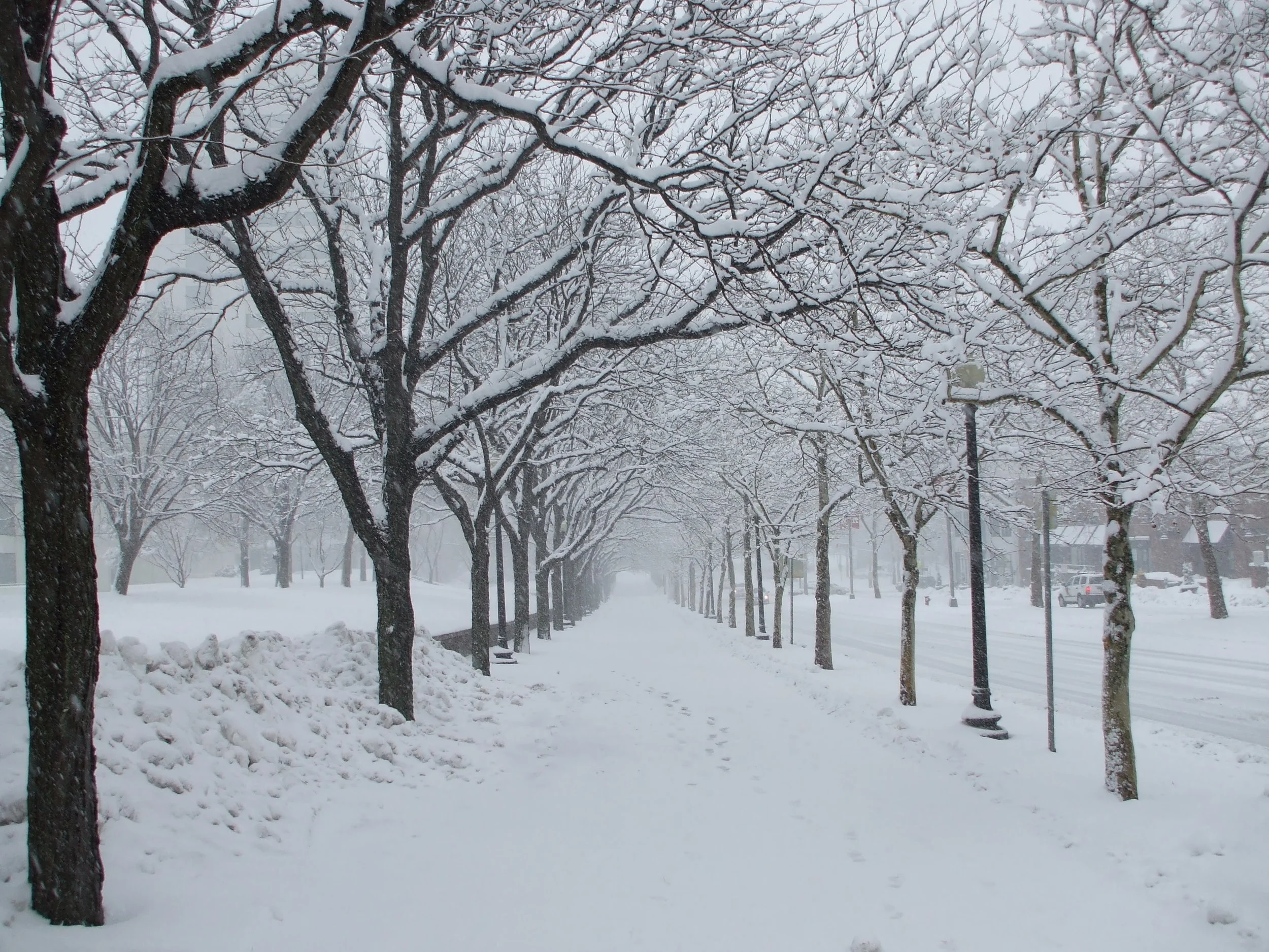 A Winter Tapestry