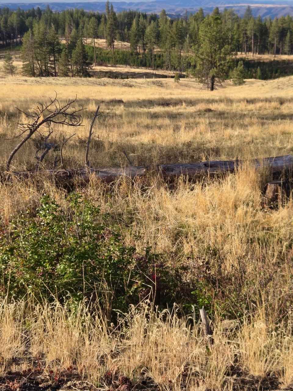 image1 (5).jpeg