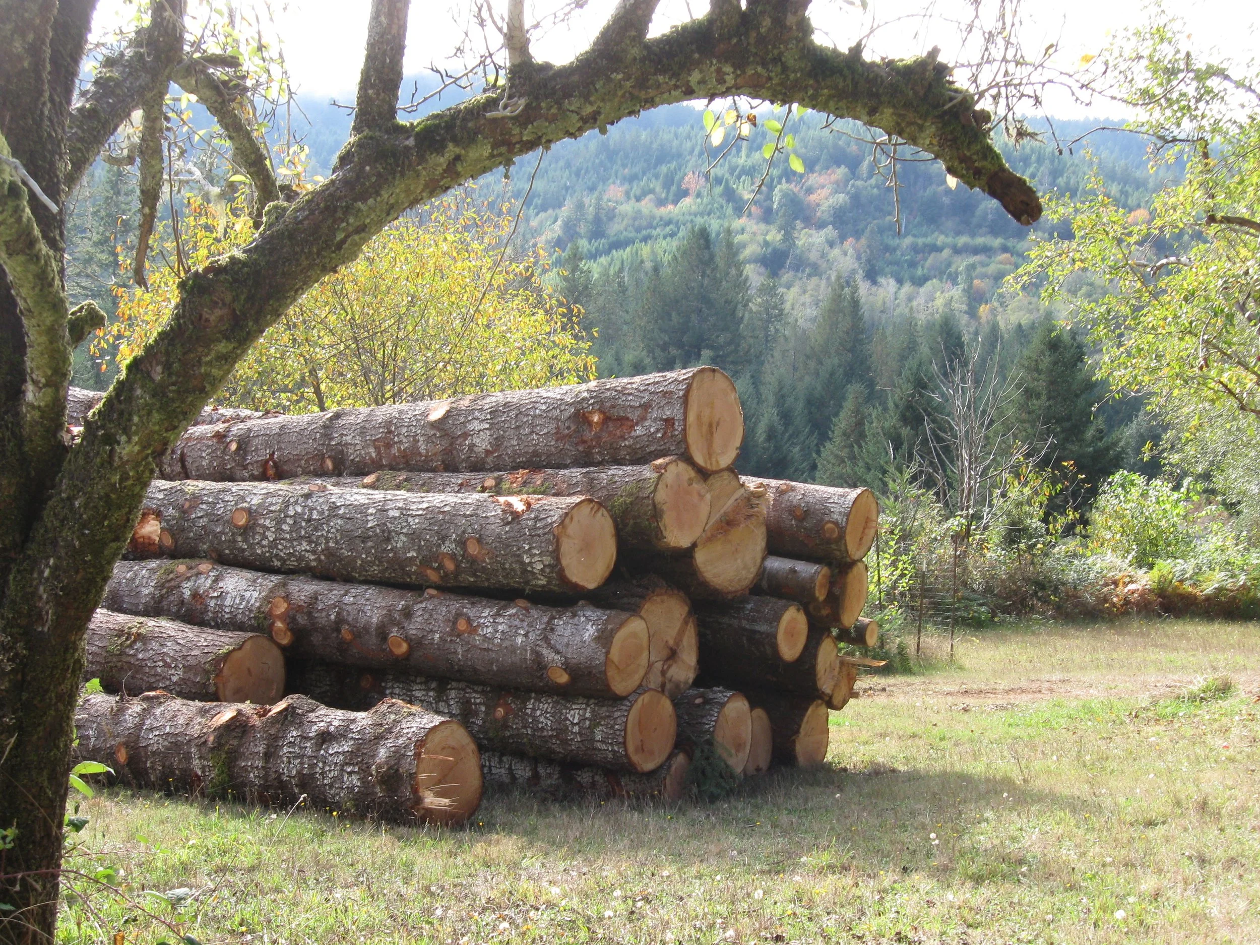 logs.JPG