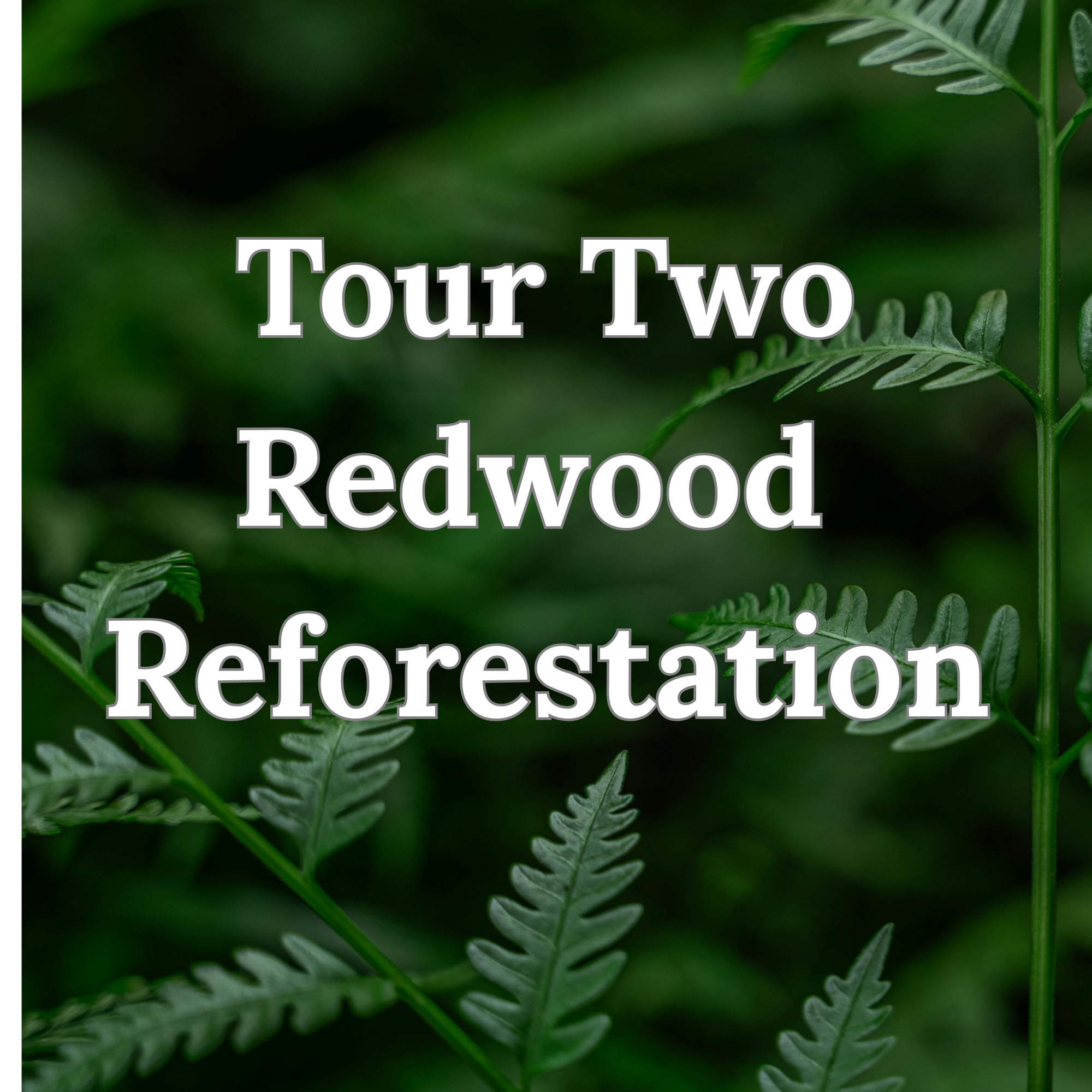Tour 2 - Thursday - 1PM - Redwood Reforestation in Oregon