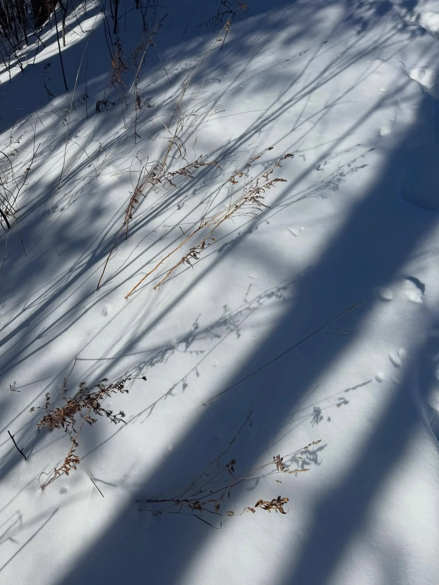 Proof of life // winter life outside of the studio
Full of smiles, cold noses &amp; sparkling snow scenes

#proofoflife #winterhibernation #imstillhere