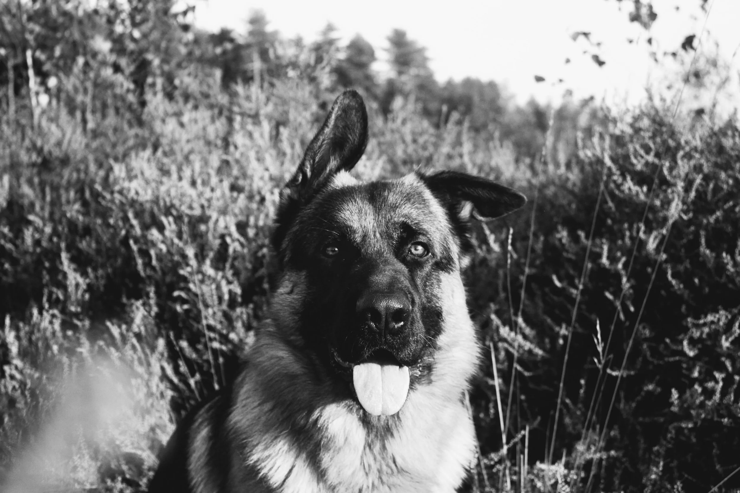 scott heide 3_2 BW.jpg