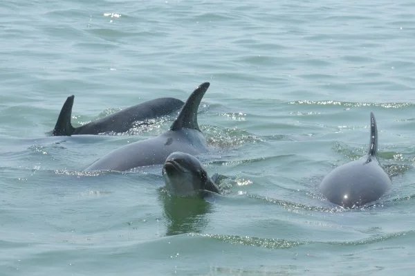 Nicklo and other dolphins, observed in Sarasota Bay, 2012