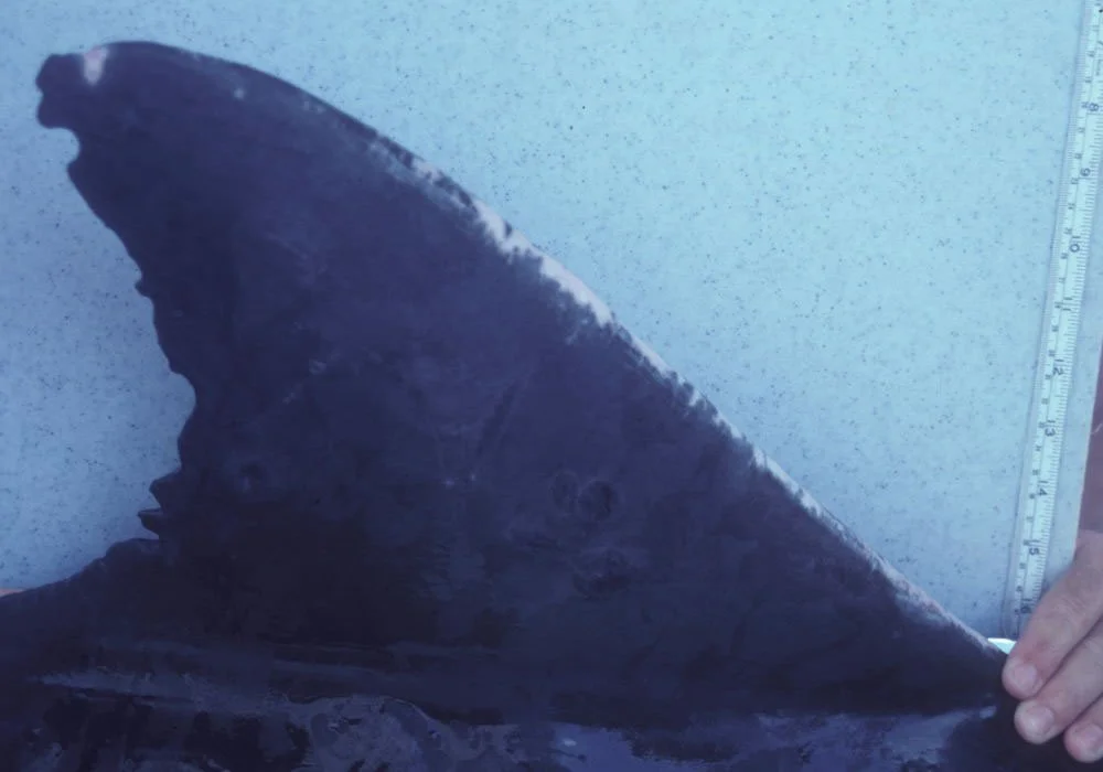 Image of Norman's distinctive dorsal fin