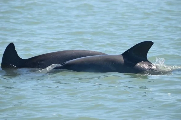 Aya with her fourth calf in 2016.