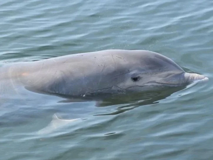 Image of Squirt