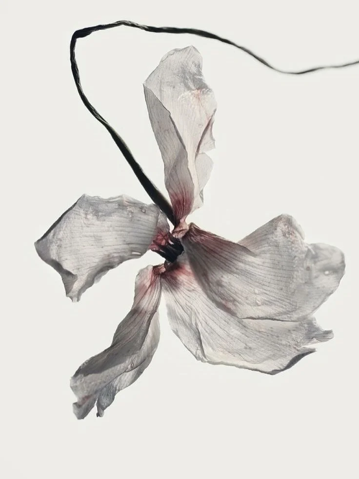 Collection IV coming soon &mdash; 

#kladek #kladekparis #newcollection #comingsoon 

Image source: @pinterest