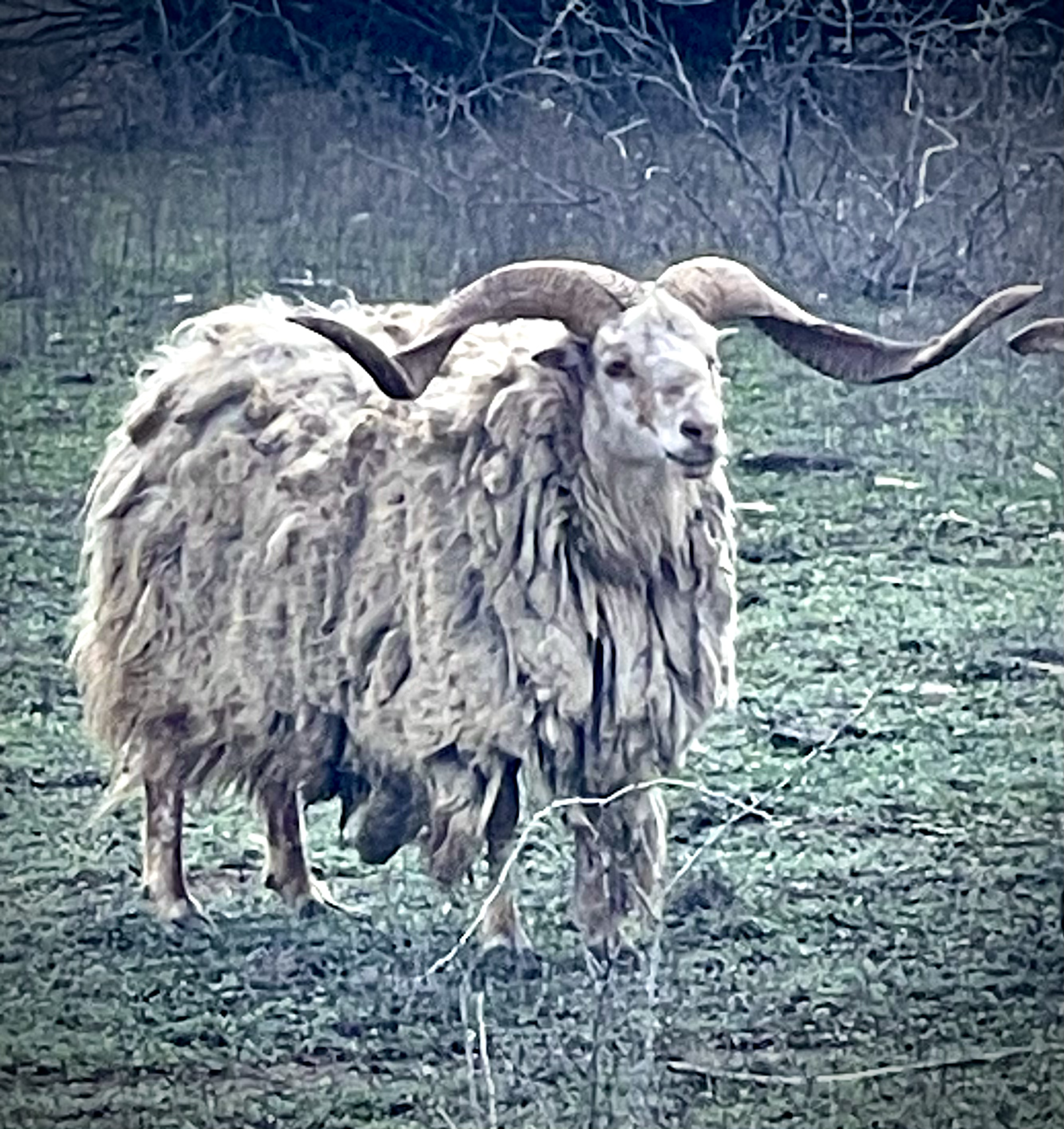 Racka