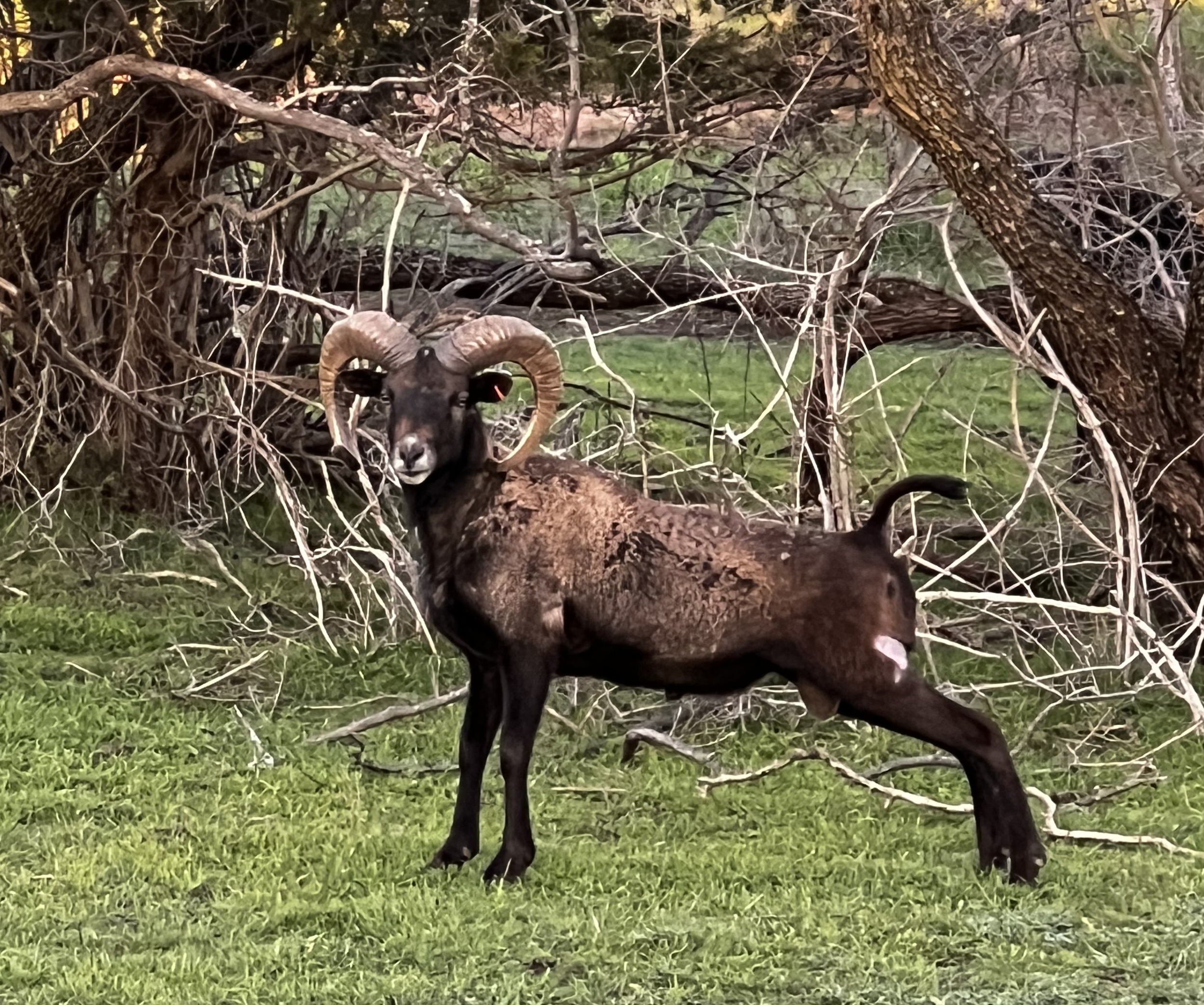 Urial
