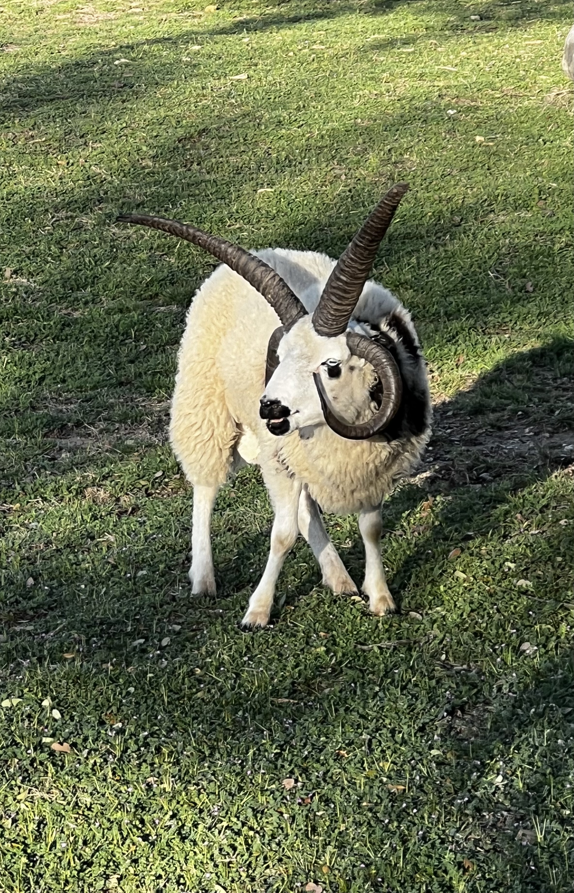 Jacob 4 Horn