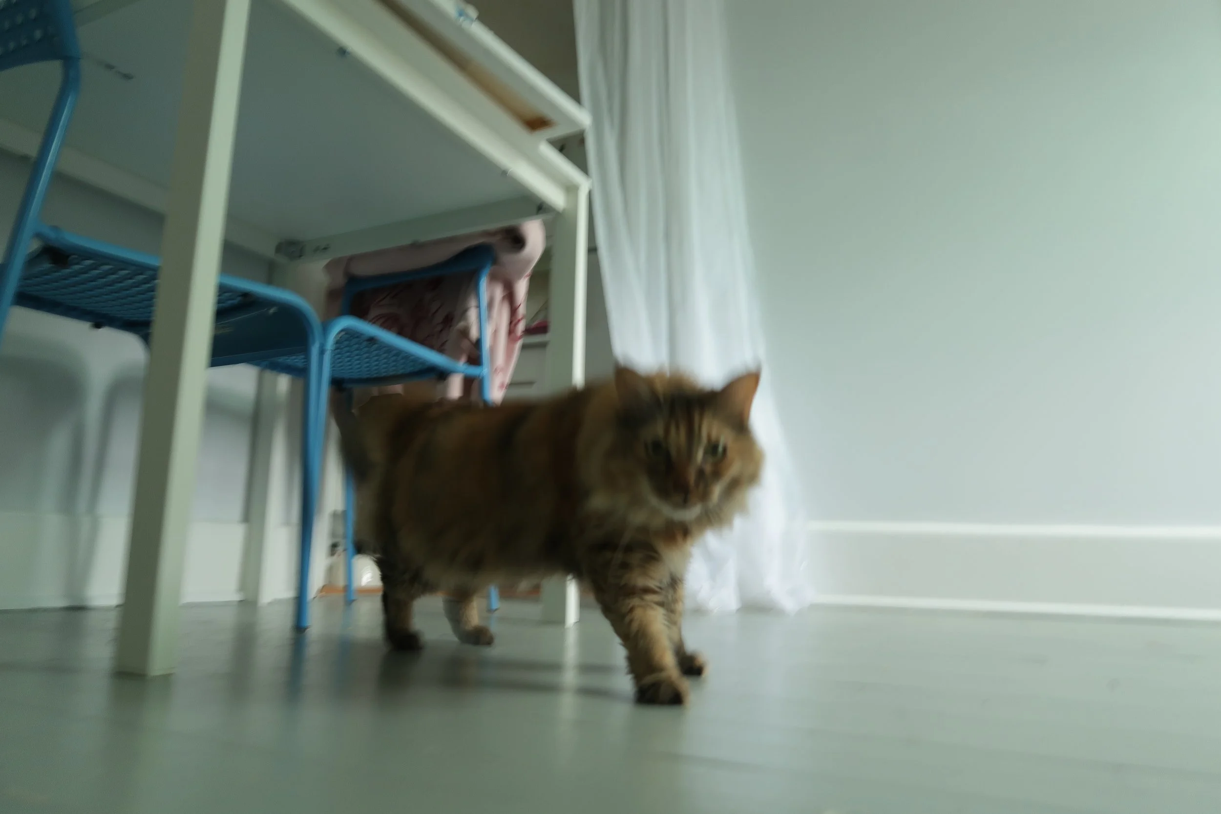 IMG_7071.jpeg