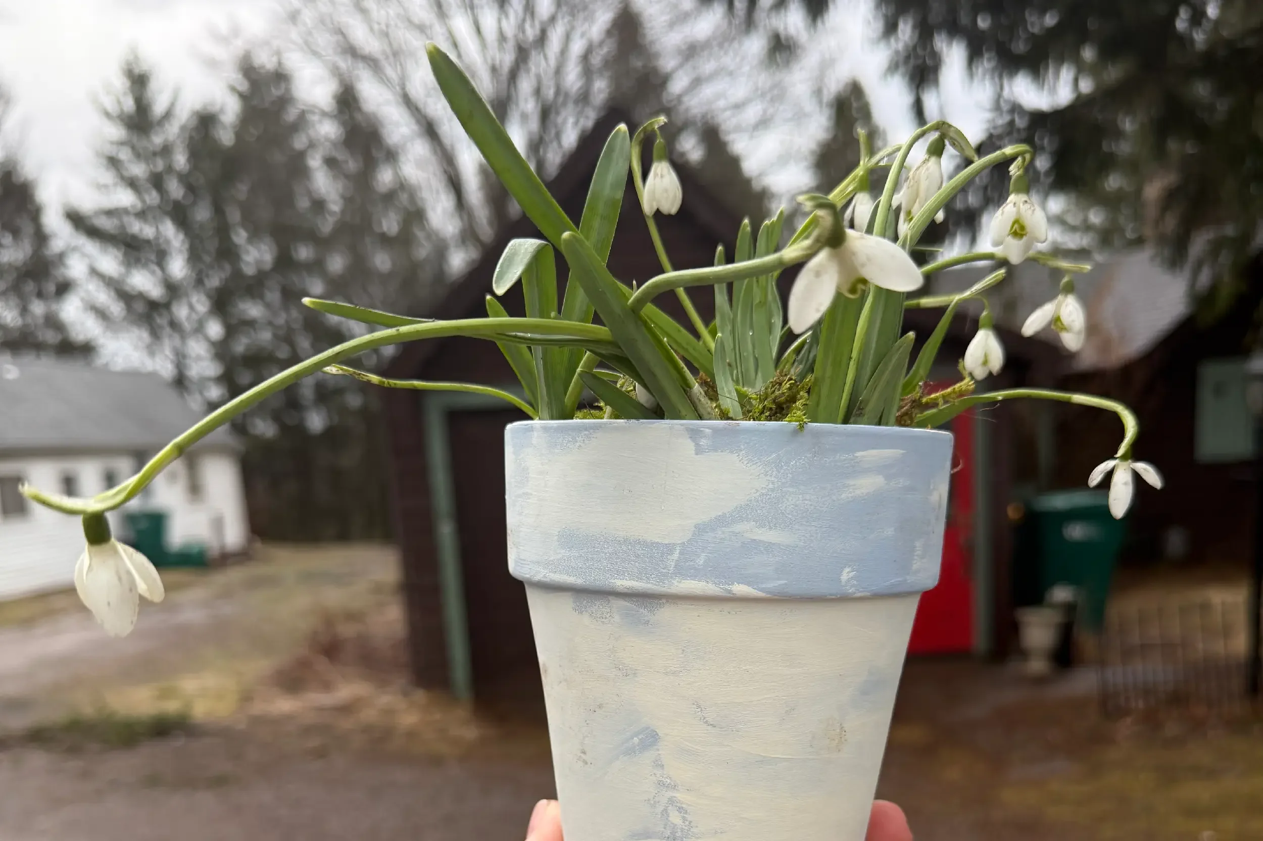 Celebrating Spring with a Snowdrop Potting Party