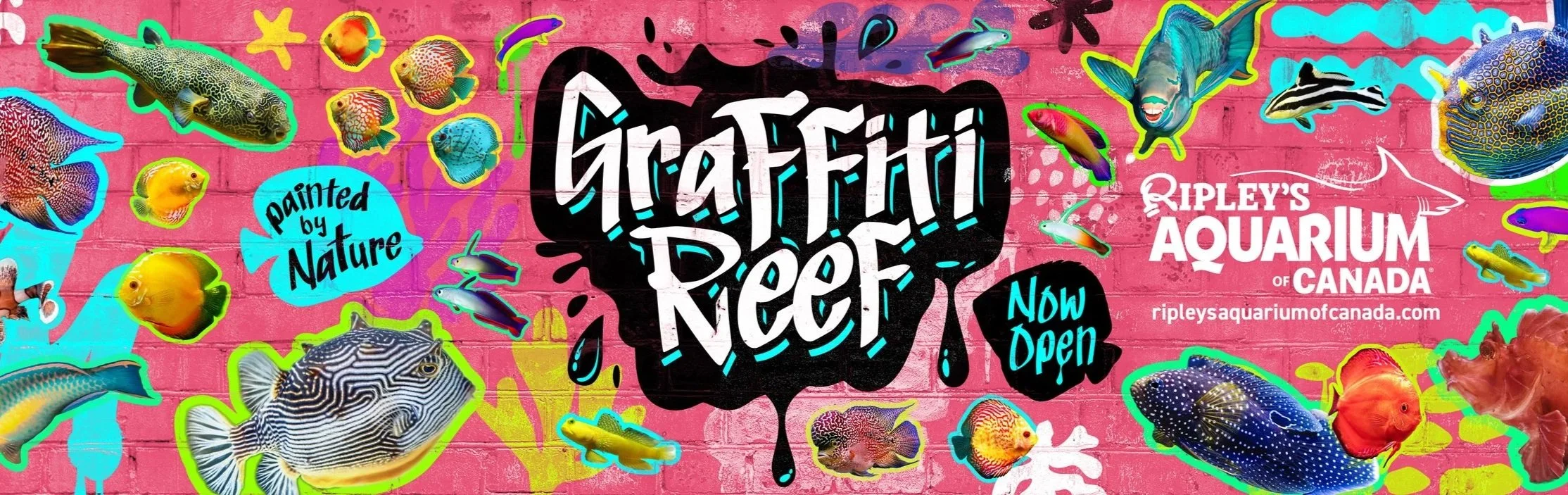 a vibrant pink brick wall with photos of marine life and the logo for Graffiti Reef Exhibit and Ripleys Aquarium of Canada