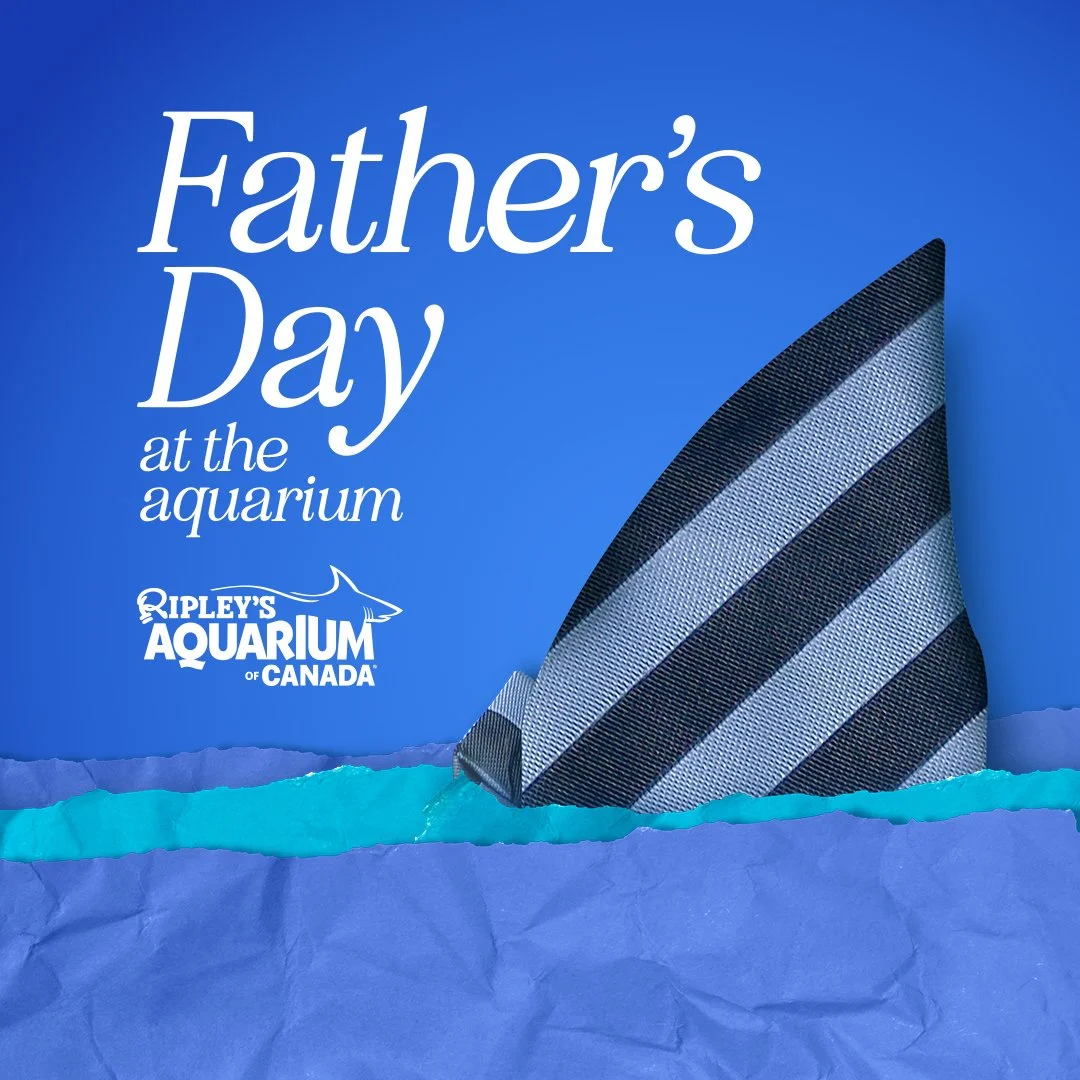 A men's tie shaped like a shark fin for Father's Day Digital Promotional for Ripleys Aquarium of Canada