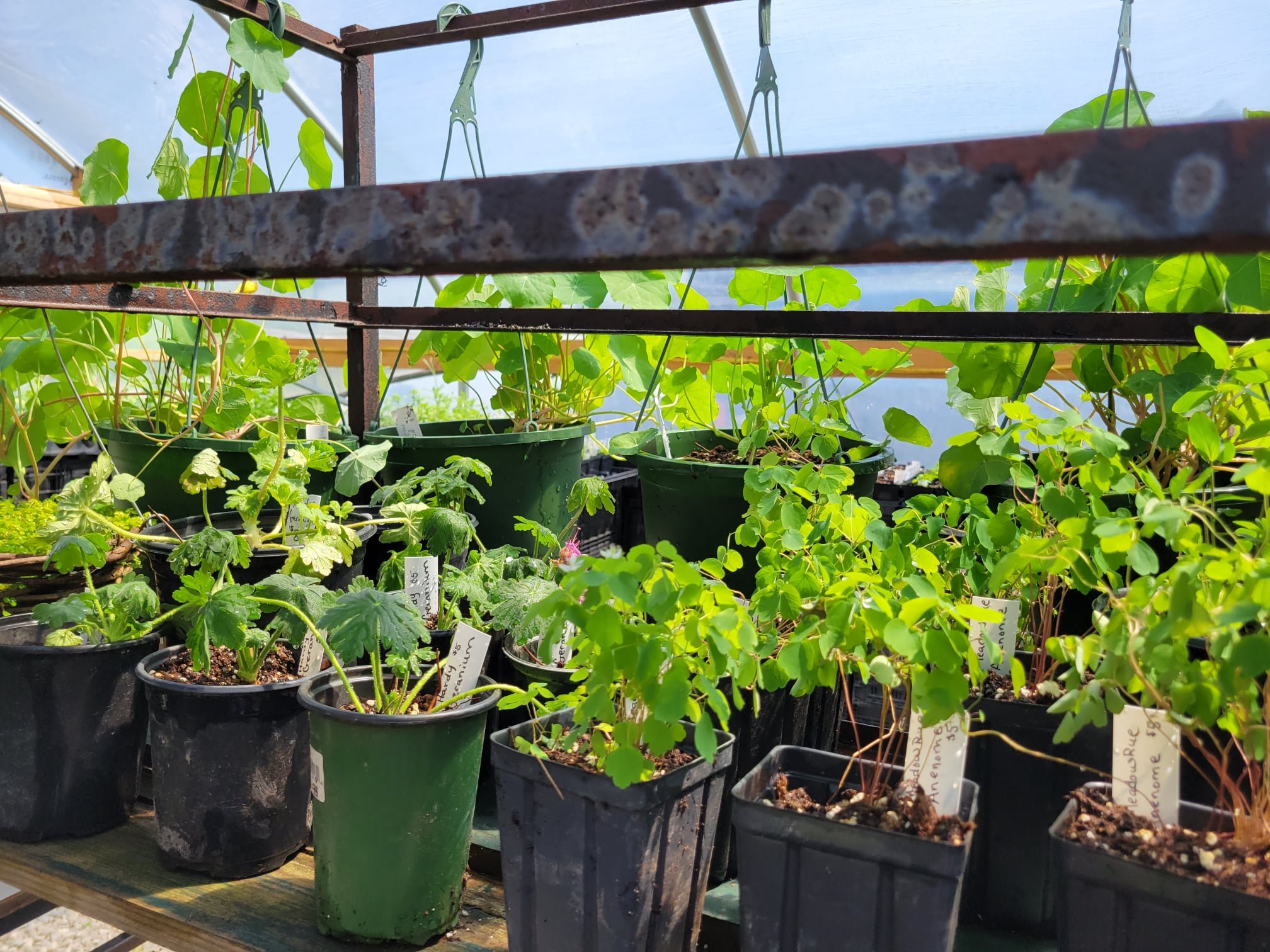 Wheeler's Orchard & Vineyard Sustainably Grown Apples & Grapes