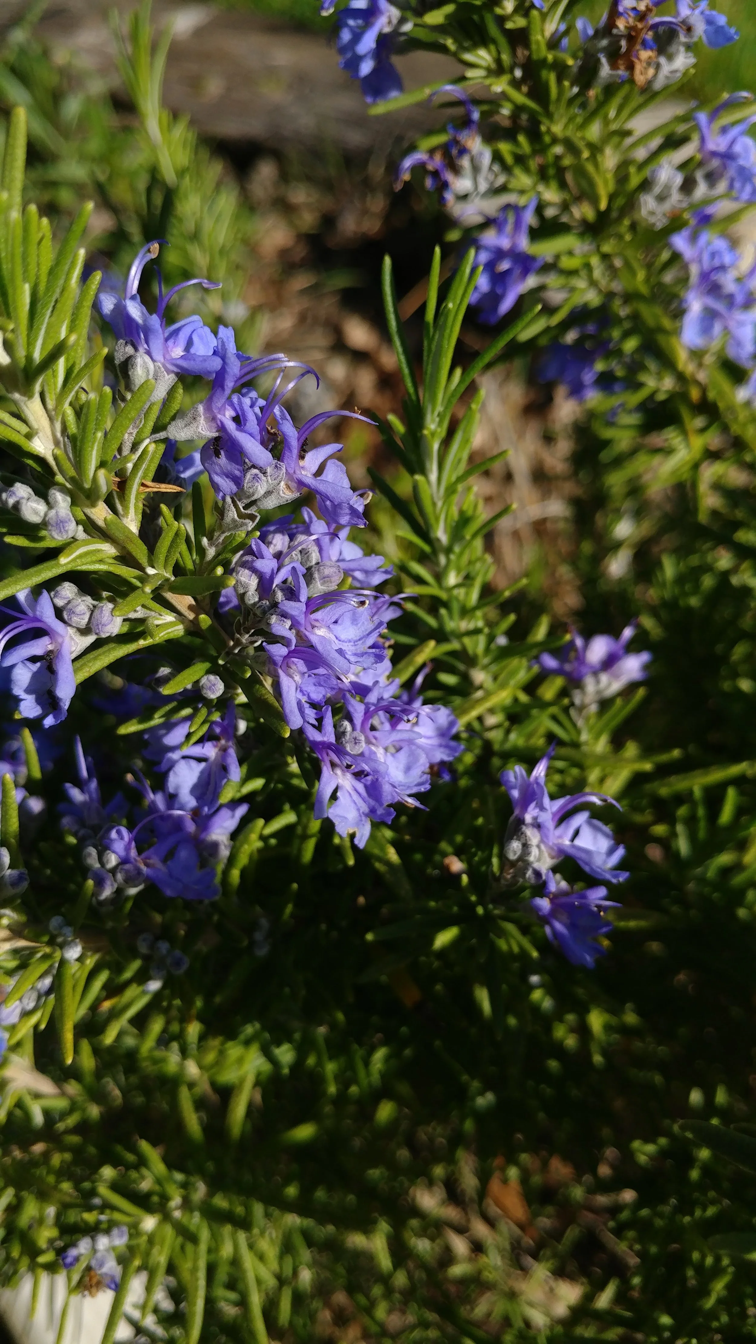 20180419_171641.jpg