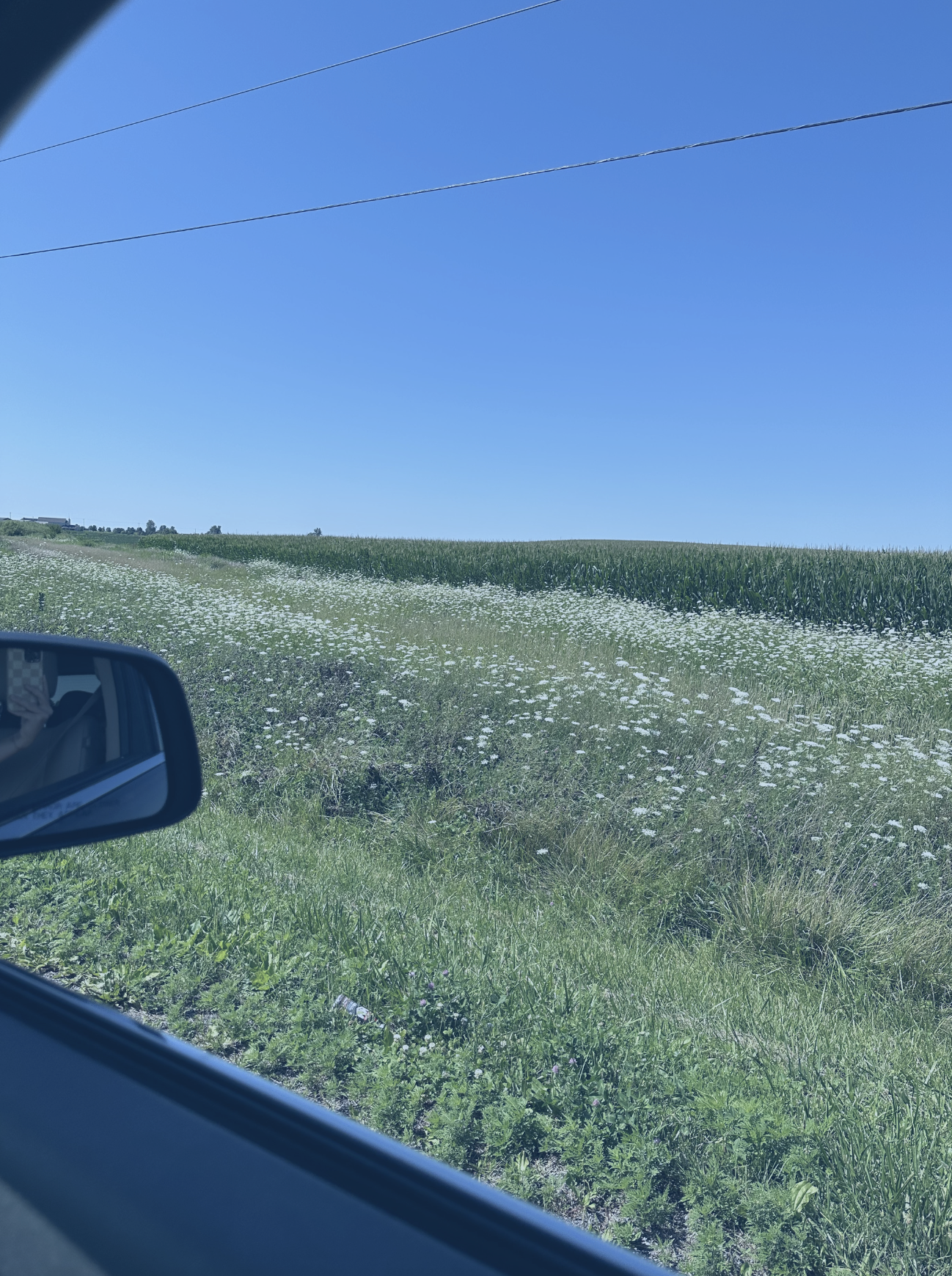  the before photo, from location scouting, wildflowers line an overgrown patch of grass on the side of a country road in central illinois 