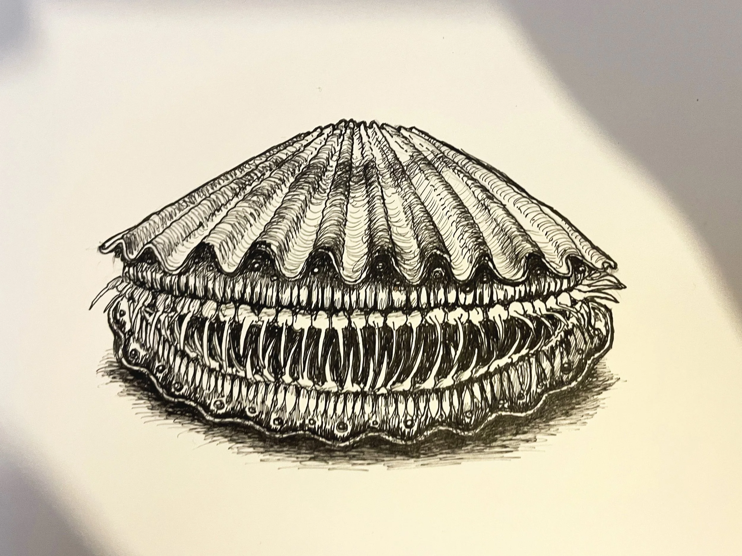 DAY 4: SCALLOP
