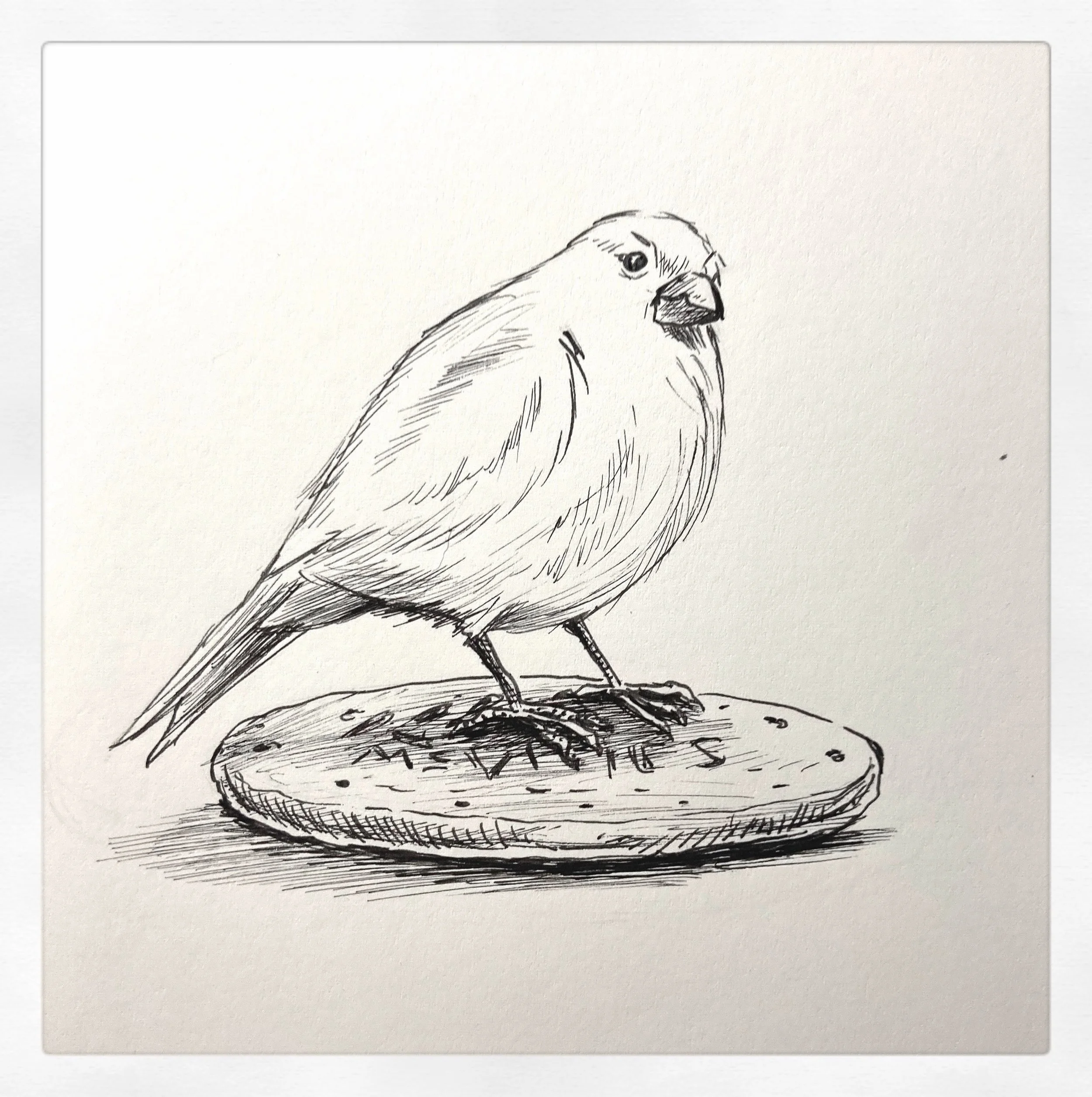 DAY 4: BIRD
